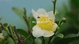 Coexistence and biodiversity at Jay Shree Tea