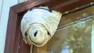 Inside a Hornet's Nest