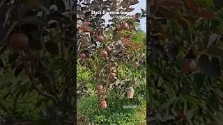 Black Diamond Guava. Plant Available- 7318804349 #guava
