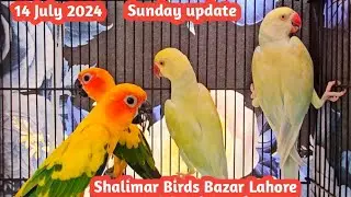 Sunday Update | Shalimar Birds Market Lahore | Itwar Birds Bazar Shalimar Lahore | zafar Lahori