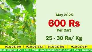 Best Cucumber Plot Developed By Mauli Organic Pvt. Ltd. Nashik.