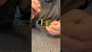 Worm harnesses for #walleye #fishing how to build them #lakeerie #walleyefishing