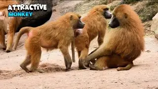 Attractive Monkeys Meeting