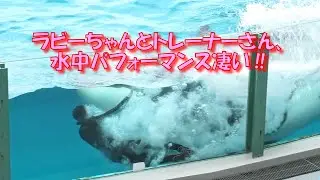 ラビーちゃんとトレーナーさん、水中パフォーマンス凄い‼　＃鴨川シーワールド＃シャチ
