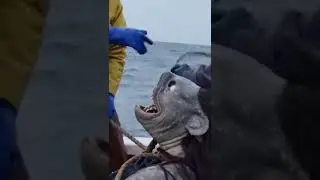 Captured Mermaid Encounter on Fishing Boat