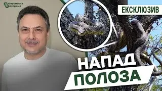 Найбільша змія Дніпропетровської області: чому каспійський полоз нападає на людину