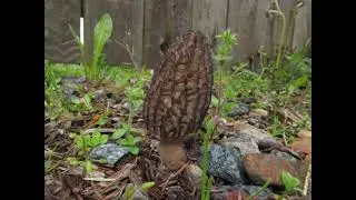 Morchella importuna
