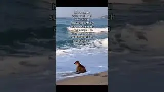 Waiting for Crypto Riches: Hilarious Dog Meme Video by Bitsgap - A Must-See Short! #trader #shorts