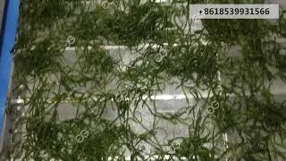 Seaweed Dryer Kelp Dehydration Machine