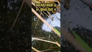 ਸਰਪੰਚੀ/ਮੈਬਰੀ ਚ ਨਾ ਉਲਜੇ ਰਿਹੋ !! ਤੇਲਾ ਆਗਿਆ ਝੌਨੇ ਵਿੱਚ!! BPH spray !!