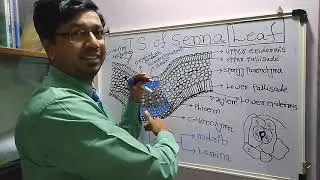 Gross Anatomical study/Transverse Section (T.S.) of Senna Leaf