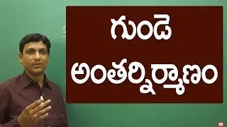 గుండె అంతర్నిర్మాణం | Internal structure of heart | Class 10 biology in telugu