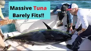 How to Pull In a MASSIVE Tuna! (& How to Cool Down Your Bluefin Tuna After Catch!)