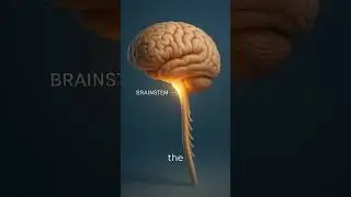 Human Brain Explained | Structure, Parts & Functions | Healocity