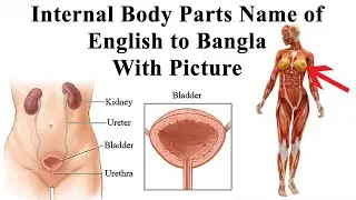 Organs of The Body | Internal Body Parts Name With Picture | Human Internal Body Parts Names