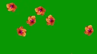 Free Green Screen Effect : Hibiscus Flowers falling : Copyright Free Video : Chroma Key