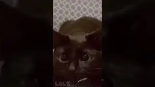 funny animal compilation!🤣