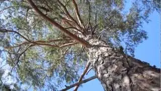 A tree against a blue sky. A short video by Haldor Paulsson.