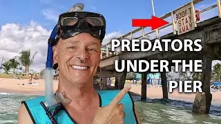 Predators Under The Pier