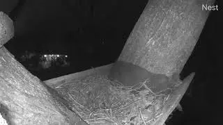 Rarely heard Great Horned Owl mating whistle