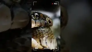 OMG King Cobra Attack #wildlife #discovery