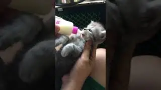 Feeding goat&rsquo;s milk for the first time