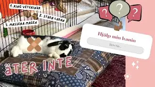Hjälp, min kanin vill inte äta!