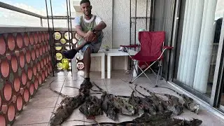 Iguana Hunting Florida Man Catches 21 GIANT Iguanas With His Bare Hands! #iguanas #exotic #florida