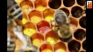 Natural antimicrobial drugs found in pollen could help protect bee colonies from infection