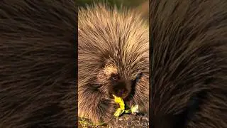 @20factsASAP #porcupine #nature #animalfacts #rodents