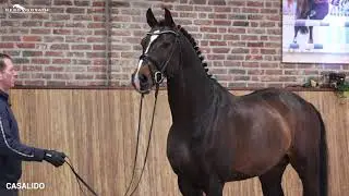 Casalido *2011 von Casall x Calido I | Sosath Hengstschau 2022