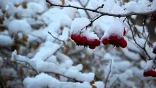 The Beauty of Snow