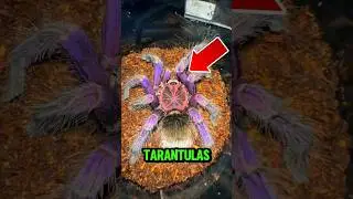 Top 5 Rarest Tarantulas in the World😱 #shorts #facts #tarantula
