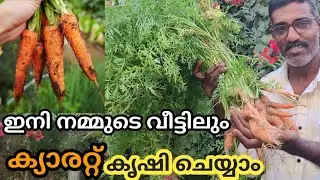 Carrot Farming In Bottle / Carrot Krishi In Malayalam / #carrot #farming #krishi #cultivation