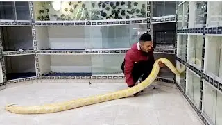 تربية الافاعي وسحالي الضخمه وثعابين عديدة 🥰مع معتز مطور