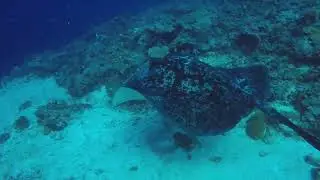 Apo Reef Sablayan Occidental Mindoro Philippines