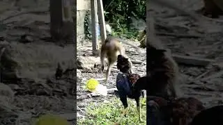 Monkey vs Chicken #shorts