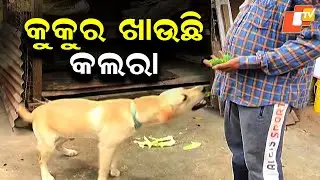 Labrador Puppy in Capital Eats Only Bananas & Milk, Surprises Netizens 🍌🐶