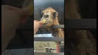 This camel spit All Over my hand! *Gross*