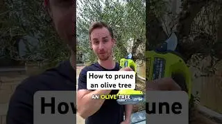 How to prune an olive tree #garden #gardening