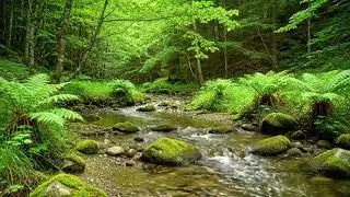 Soothing River Stream Sounds for Sleep, Relaxation & Peaceful Focus