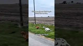 &bull;What is the fastest dog in the end? &bull;Какая по итогу самая быстрая собака? #foryou #fyp #funny