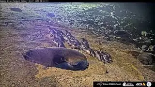 Oamaru. Blue Penguin (Korora) Live Cam. Живая Камера Голубого Пингвина (Корора). Оамару