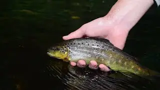 CATCHING BROWN TROUT on the South Holston River
