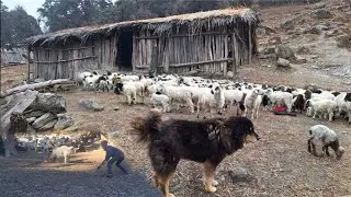 This is sheep shepherd Life Nepali mountain village Life
