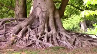 Wassenaar - Landgoed De Horsten (deel 1), 2 mei 2020