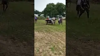 ఒంటెద్దు బండి| single bull cart #shorts #bulls #cart  @village bull race