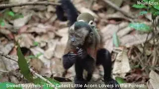Sweet Squirrels &ndash; The Cutest Little Acorn Lovers in the Forest!