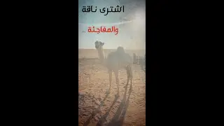 اشترى ناقة بالصدفة وكانت المفاجئة #قصص#جن