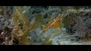 Robust Ghost Pipefish (Solenostomus cyanopterus)